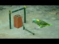 Simple Parrot Trap Using Old Brick With Bamboo | Creative Parrot Trap Drop Down in Hole