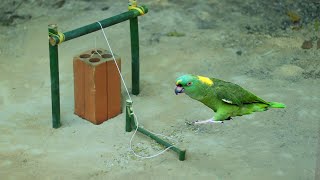 Simple Parrot Trap Using Old Brick With Bamboo | Creative Parrot Trap Drop Down in Hole