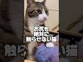 ガードが凄すぎる猫#cats#shorts #球太
