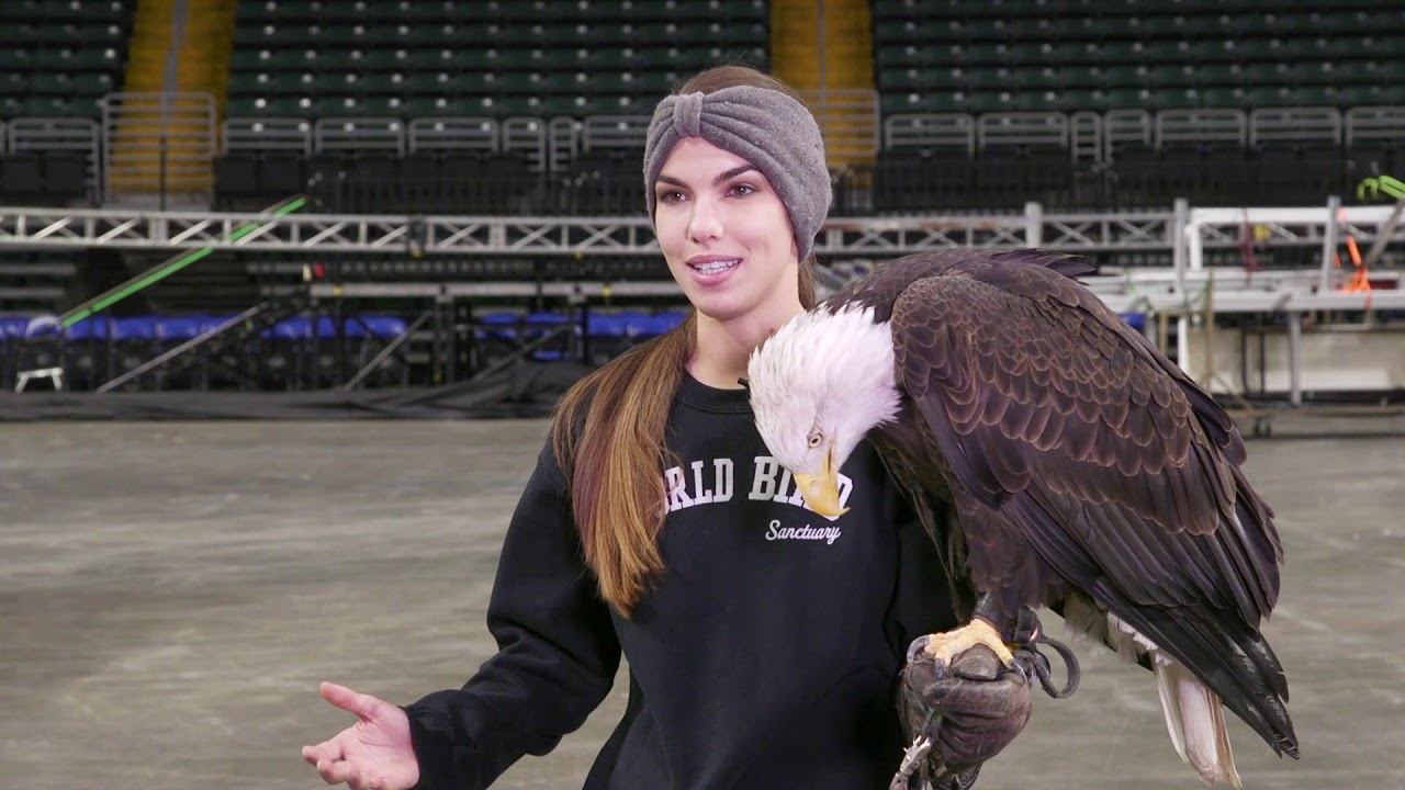 Eagle Training At The Family Arena