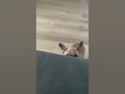 I want a treat~