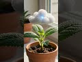 Tiny Storm, Happy Plant