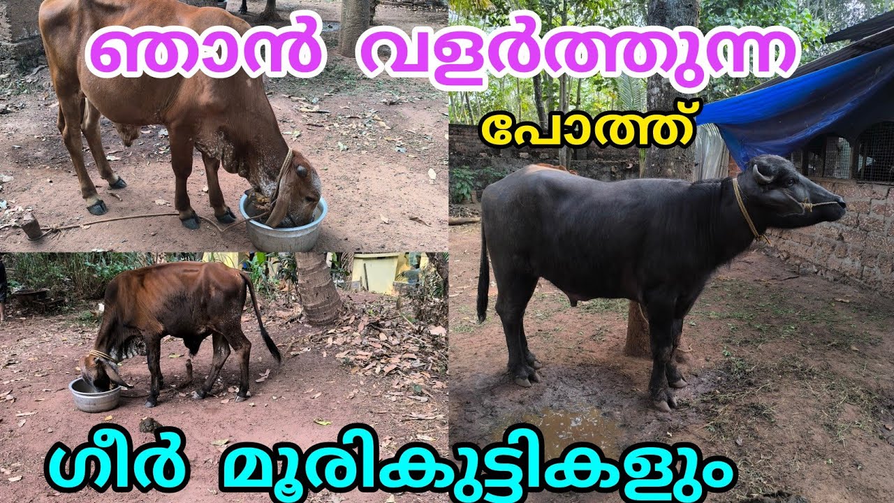 പോത്ത് മൂരികുട്ടികൾഅവരുടെ 8മാസത്തെ വളർച്ച #buffalofarmig #anwarvlog #animals #pothvideo #farming 