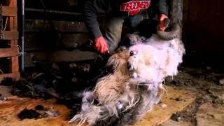 Shearing our Icelandic ram