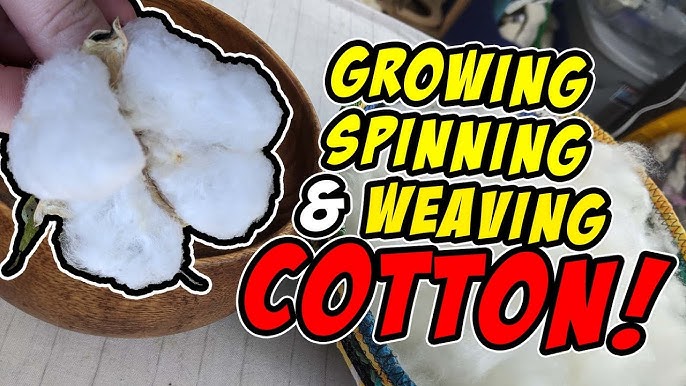 How I Process Cotton Entirely By Hand (Full step by step) 