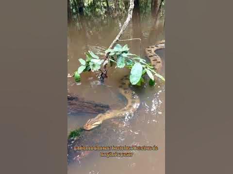 que comen las anacondas mira este video.. #anaconda - YouTube