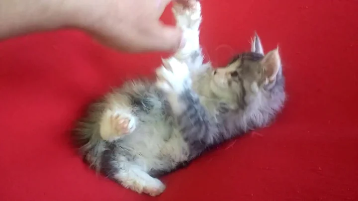 Watch the video about 353 - Filhote de Maine Coon - Fêmea Bic Black Silver Blotched Tabby