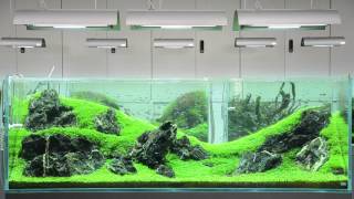 【ADA view 195】 NAギャラリー水槽の経時変化　"33-1"