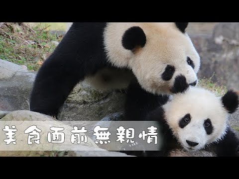 美食面前無親情 | iPanda熊貓頻道
