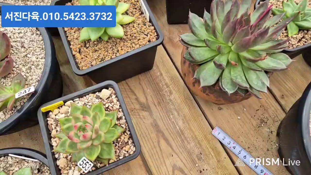 다정다육 라이브 방송