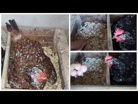 Vídeo: O que significa galinha choca?