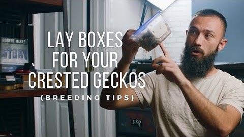 Lay Boxes for your Crested Geckos (Breeding Tips)