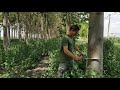 Paulownia fara irigatii dupa 4 ani in Romania