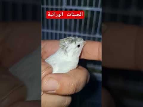 فراخ كناري بيضاء من أب أصفر مقنبر وأم برتقالية نتائج تهجين الكناري بالتفصيل