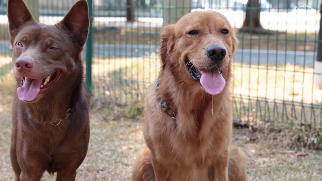 Jalan Pari Burong Dog Run (Singapore) by WoofWaggers YouTube