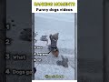 Dogs funny videos 🤣 part 11 #dog #dogs #dogvideos #viral #shorts