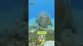 Abc River Animals Song Letter Ijklmn