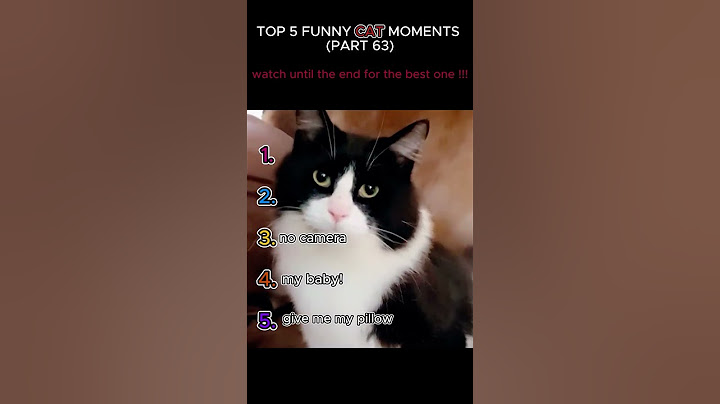 top 5 funny cat moments!!!😂😂😂
