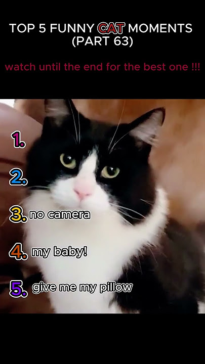 Download lagu top 5 funny cat moments!!!😂😂😂