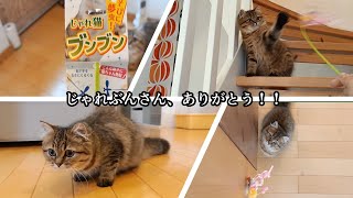 【猫グッズレビュー No. 11】じゃれぶん（正式：じゃれ猫ブンブン） by ドキーマン (キャティーマン)