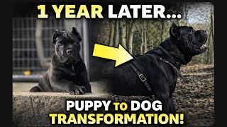 How Fast A Cane Corso Puppy Grows In 1 Year