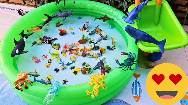 Meet Marine Animals! Learn Ocean Creatures with Fun Kids Music thumbnail