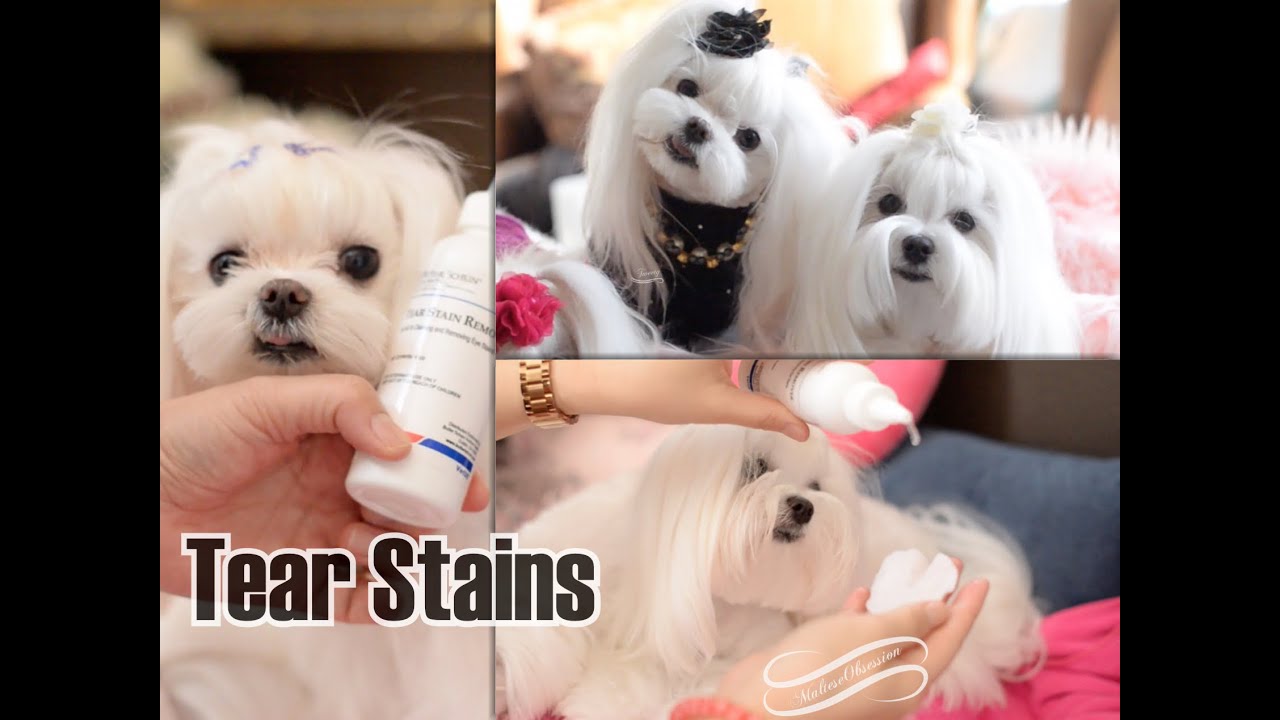 cleaning maltese tear stains