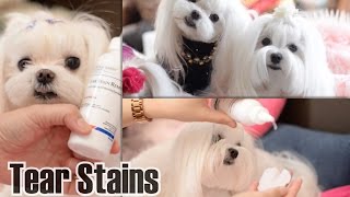 GROOMING: Maltese Grooming How to Clean Tear Stains for Maltese  Butler Schein Solution Henry Schein