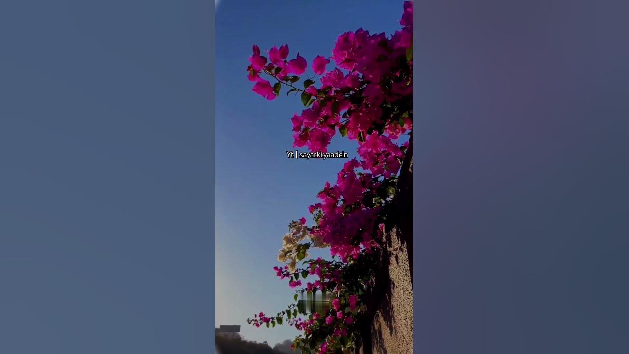 loyalty-meaning-in-urdu-shortsfeed-viral-shorts-youtube