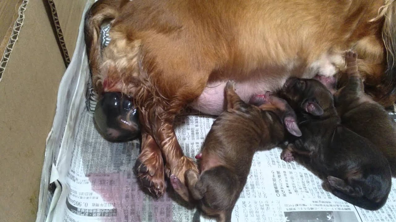 レナちゃん❤無事出産しました😊