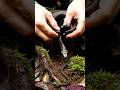POV: Shieldtail Snake Camera Explores Deep Underground Jungle Burrows | Hidden Subterranean World