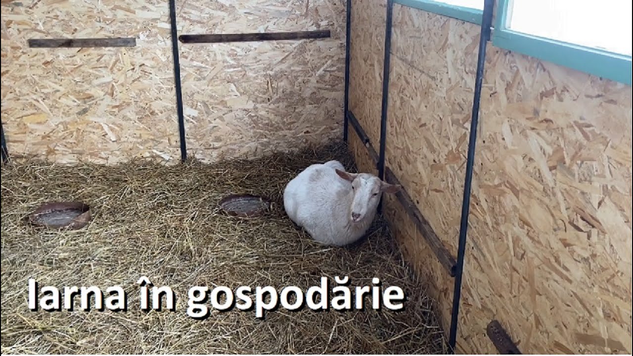 Iarna prin gospodărie, capre, magari și grădina