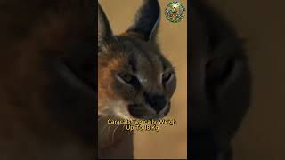Nature’s Most Stylish Predator🔥The Desert Phantom Cat 🌵 #wildlife #wildlifeentertainment #animals
