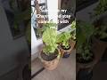 #gardening #naveedrehman671