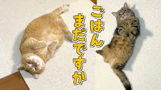 お腹を空かせた猫たちのアピールの癖が強すぎて可愛いw by 短足マンチカンのプリンとメル 56,552 views 1 month ago 5 minutes, 3 seconds