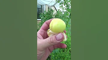Созрел ли физалис? Пробуем