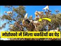 14 Animals That Can Do INCREDIBLE Things in Hindi | janwaro ke ajeeb karna mai | Secret Sach