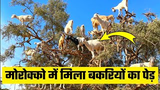14 Animals That Can Do INCREDIBLE Things in Hindi | janwaro ke ajeeb karna mai | Secret Sach