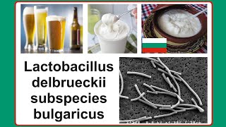 Lactobacillus delbrueckii subspecies bulgaricus