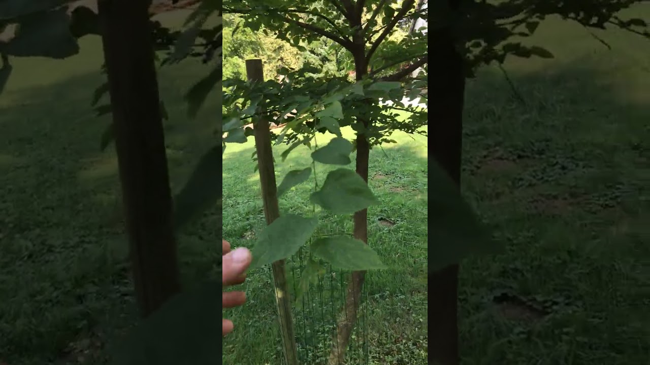 Pteroceltis (Pteroceltis tatarinowii), Botanični vrt Univerze v Mariboru, Pivola, Slovenija,avg 2024