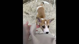 라떼/크림 입양축 #강아지 #puppy #cute
