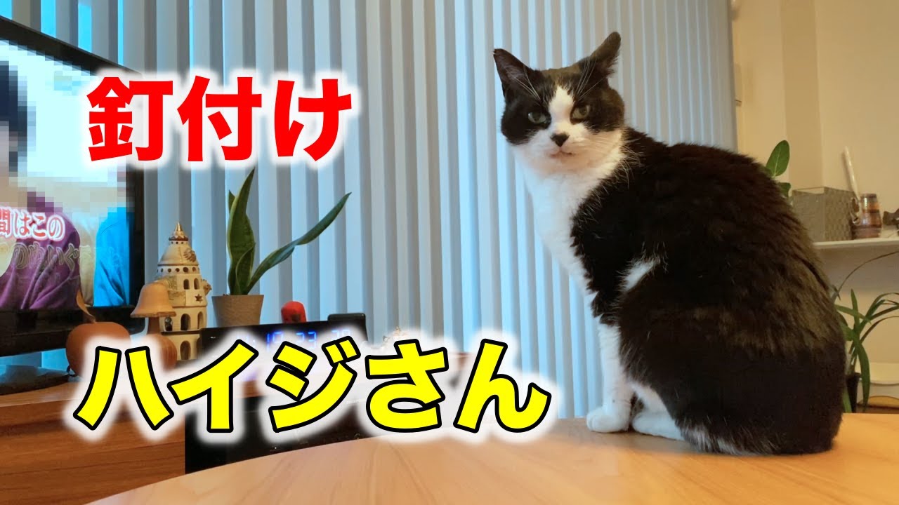 うちの猫が 動物と喋れるハイジさんのテレビに釘付け 志村動物園スペシャル Youtube