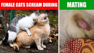 Cat Mating With Humans