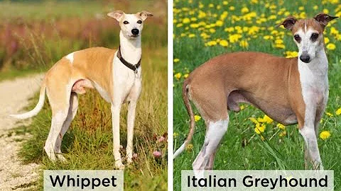 What Are the Differences Between Whippets And Italian Greyhounds?