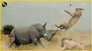 10 Craziest Animal Fights You Won't Believe Exist