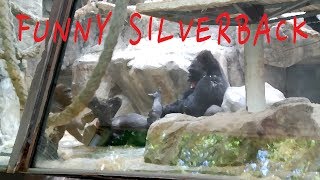 Silverback plays with his wife - Funny Ebobo by Fabi Avventura 227,568 views 6 years ago 5 minutes, 28 seconds
