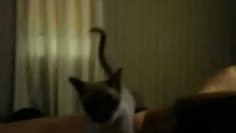 Watch the video about Tonkinese cat plays fetch
