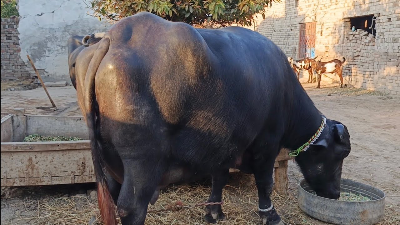 December 4, 2024Udder biggest World Buffalobeautiful buffalo beautiful ...