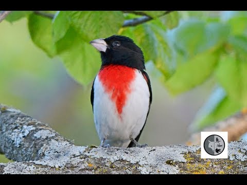 Vidéo: Le cardinal à poitrine rose est-il rare ?