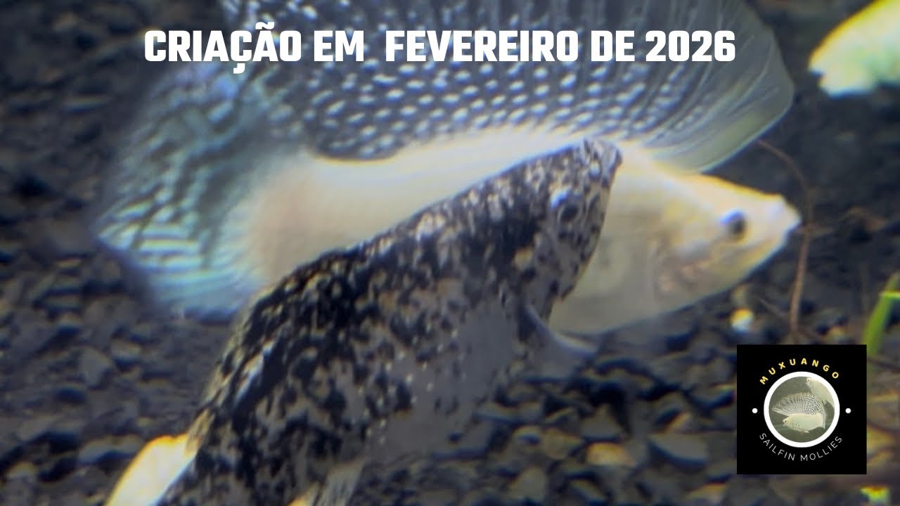 Criação em Fevereiro de 2026